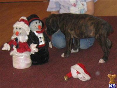 AKC Female #3  Blaze